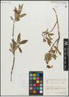 Foto von Salix pseudomedemii E. L. Wolf
